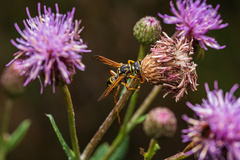 Polistes nimpha