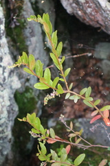 Chamaedaphne calyculata