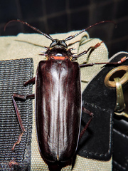 Derobrachus megacles