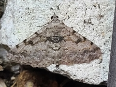 Digrammia gnophosaria