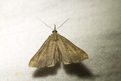 Hypena proboscidalis