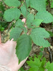Corylus cornuta
