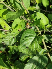 Leptinotarsa decemlineata