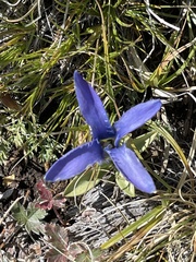 Gentianopsis barbellata
