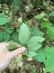 Corylus cornuta
