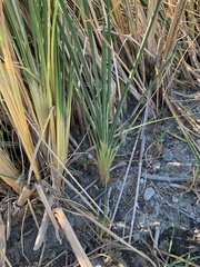Typha domingensis