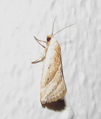 Micrathetis dasarada