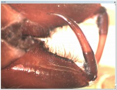 Dysdera