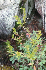 Chamaedaphne calyculata