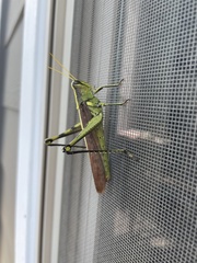 Schistocerca obscura