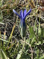 Gentianopsis barbellata
