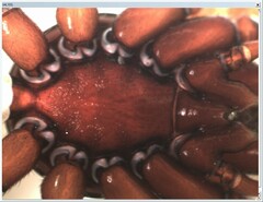 Dysdera
