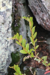 Chamaedaphne calyculata