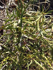 Colliguaja integerrima