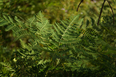 Pteridium aquilinum pubescens