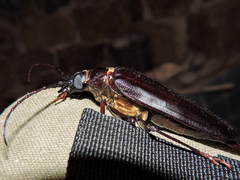 Derobrachus megacles