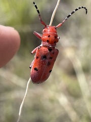 Tetraopes femoratus