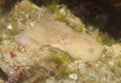 Diaulula sandiegensis