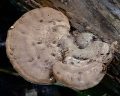Ganoderma lobatum