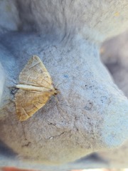 Eulithis testata