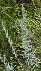 Artemisia ludoviciana
