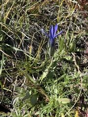 Gentianopsis barbellata
