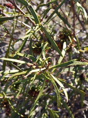 Colliguaja integerrima