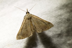 Hypena proboscidalis
