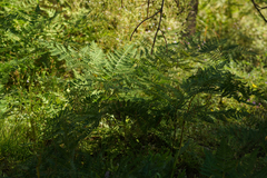 Pteridium aquilinum pubescens