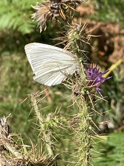 Pieris rapae