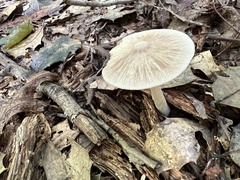 Entoloma strictius