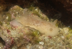 Diaulula sandiegensis