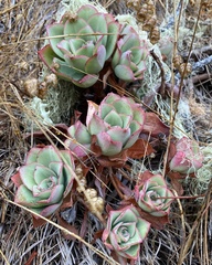 Aeonium haworthii