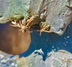 Polistes dominula
