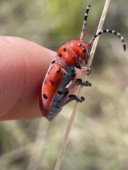 Tetraopes femoratus
