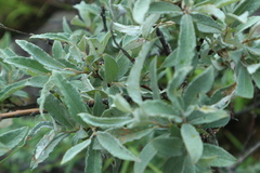 Salix lapponum