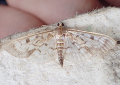 Herpetogramma