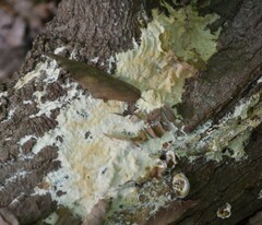 Trichoderma sulphureum