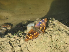 Apatura ilia
