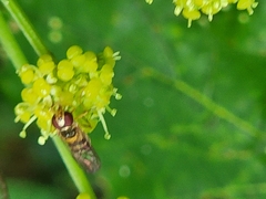 Meliscaeva cinctella
