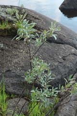 Salix lapponum