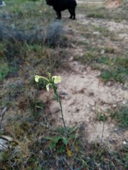 Odontites longiflorus