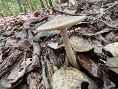 Entoloma strictius