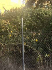 Helianthus annuus