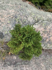Picea rubens