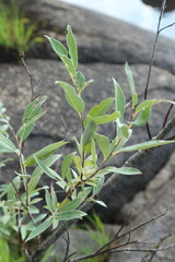 Salix lapponum