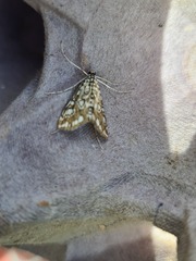 Elophila nymphaeata
