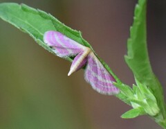Leptostales laevitaria
