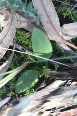 Pterostylis