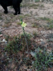 Odontites longiflorus